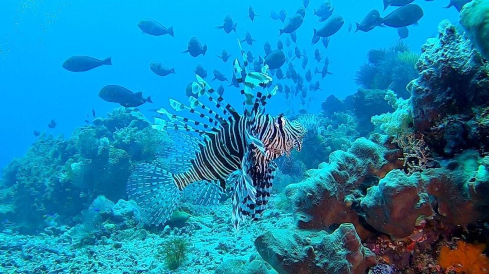 Sunia Loka Bungalows & Dive Center Пемутеран Экстерьер фото